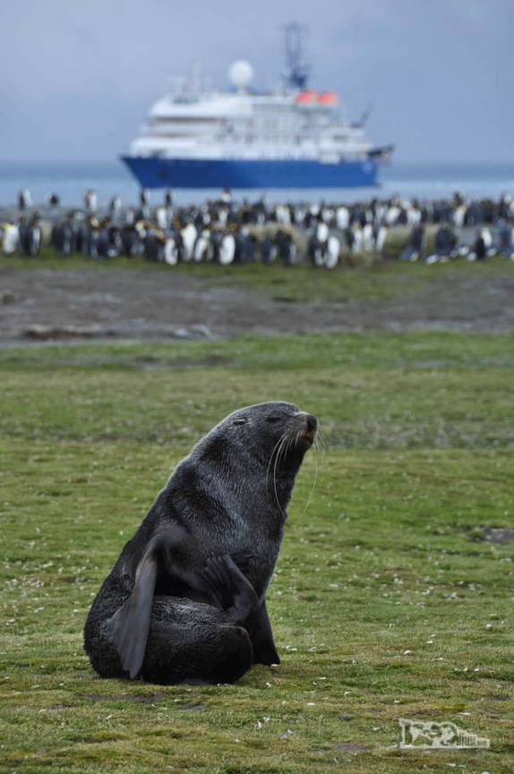 Um leão-marinho descansa em Salisbury Plain, na Geórgia do Sul. Ao fundo, pinguins rei e o Sea Spirit